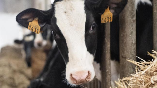 Le déclin du cheptel a conduit à une diminution des densités d’animaux dans la plupart des pays.