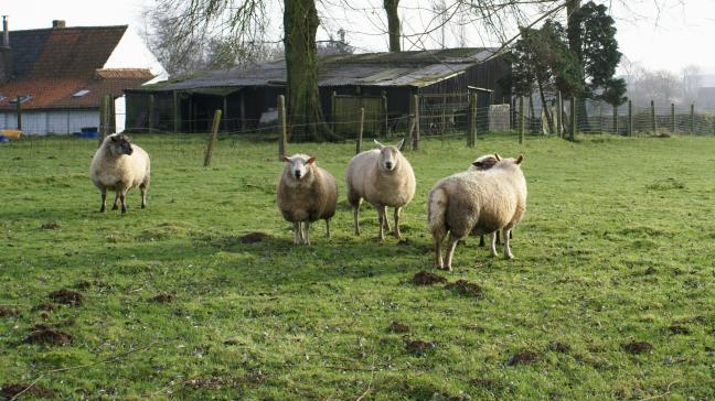 Connaître précisément le coût de  production d’un atelier ovin est un atout pour mieux gérer les ressources et augmenter les marges bénéficiaires.