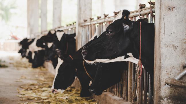 Selon l’entreprise, en améliorant la santé de la mamelle, Titan contribue à augmenter la production et la qualité du lait, et favorise également le bien-être des animaux