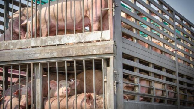 Le Royaume-Uni ou la Corée du Sud, ont décidé de bloquer l'importation de bovins, porcs et ovins en provenance d'Allemagne.