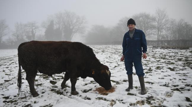Un des taureaux de l’exploitation. Chaque année, l’éleveur en utilise deux sur ses vaches : un plus laitier, un plus viandeux.