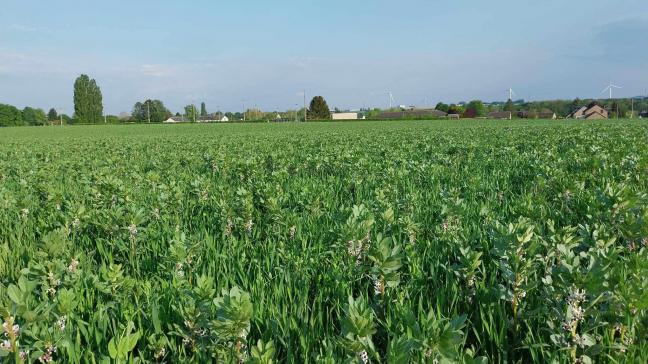 Le secteur des céréales et des protéagineux est le plus impacté.