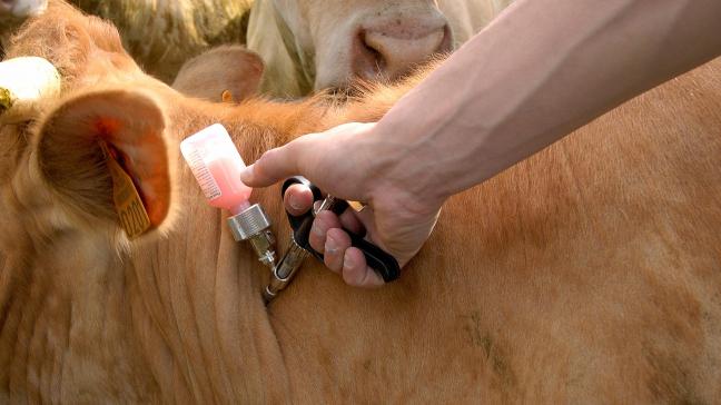L’idéal est de réaliser plusieurs injections le même jour pour limiter les chantiers vaccinaux. Néanmois, tout dépendra aussi de la disponibilité des vaccins...