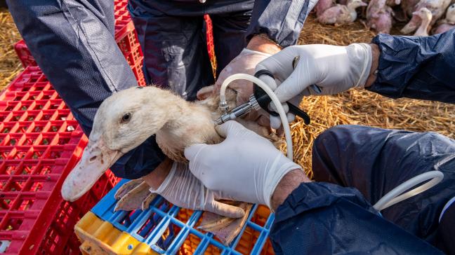 Chaque année, ce sont 60 millions de canards qui sont vaccinés en France. Un effort qui a coûté 100 millions €,  bien en-deçà du milliard € qui avait été dépensé en indemnisations.