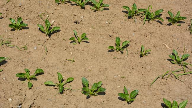 Pour rappel, il est important de mélanger  le Conviso One avec, au minimum, un autre  herbicide de mode d’action non-ALS