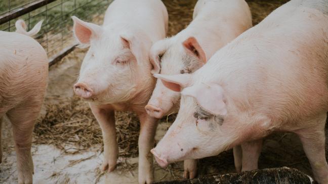 Après deux années difficiles, une amélioration de la rentabilité a été observée pour la viande porcine.