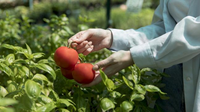 Les ventes mondiales d’aliments biologiques ont atteint 136 milliards € en 2023.