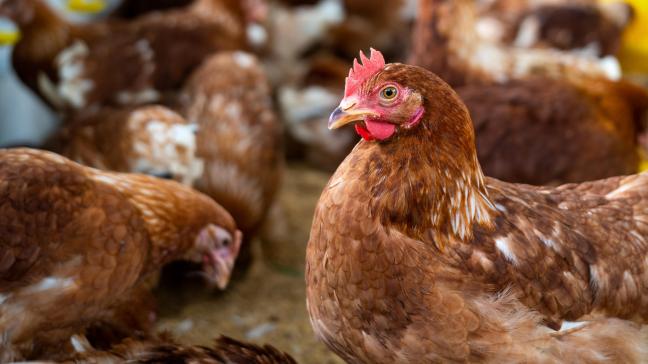 Les poulets (25,8 millions) restent en tête.