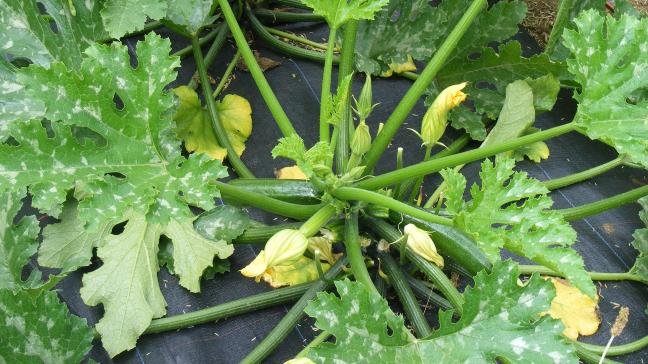 La plante présente des fleurs mâles au bout d’un pédoncule long et mince, tandis que ses fleurs femelles se trouvent sur un pédoncule court et fort.