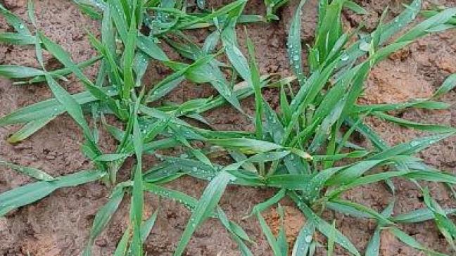 Les températures de fin d’année plus élevées que les normales climatiques ont permis à certains escourgeons de profiter de la minéralisation pour prélever de l’azote dans le profil.