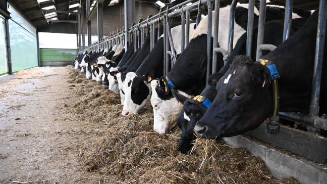 Idéalement, après la distribution de la ration, 2/3 des vaches mangent tête baissée et 1/3 des vaches restantes ont la tête levée pour mastiquer.