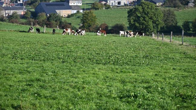 De manière optimale, les vaches laitières doivent changer de paddock après chaque traite et au minimum une fois par jour.