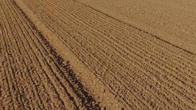 Pour les orges brassicoles, la date idéale de semis en Belgique se situe entre la mi-février et la mi-mars.