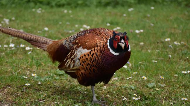 Le pôle ruralité section chasse dispose désormais de 45 jours pour rendre son avis.