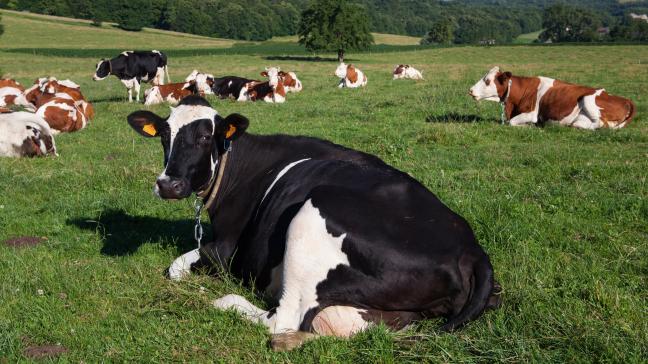vachesvaches