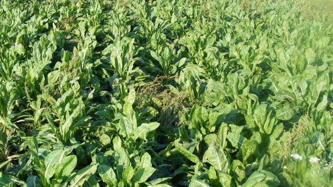 Le désherbage des champs de racines de chicons reste un point délicat à réussir pour éviter les surplus de main-d'oeuvre. Les faux-semis sont importants dans la démarche phytotechnique globale.