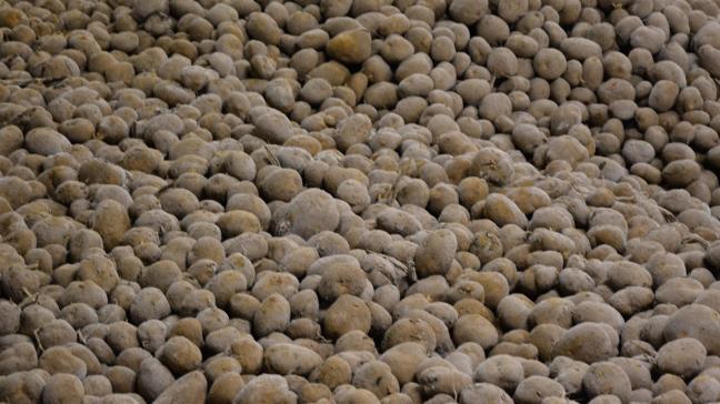Le stockage de céréales sera interdit dans des hangars où ont été entreposés précédemment des produits traités pendant le stockage avec des produits phytopharmaceutiques non autorisés pour les céréales, comme les inhibiteurs de germination de la pomme de terre.