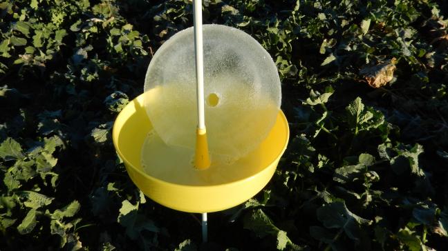 Malgré les basses températures et la présence de glace dans le piège suite au gel nocturne de la semaine passée, les insectes ravageurs du colza seront à surveiller de près, avec le retour annoncé des conditions printanières.