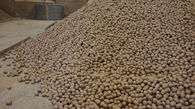 Afin de garantir le séchage et la cicatrisation rapide, il est idéal de vider les big-bags ou d’étaler les plants.
