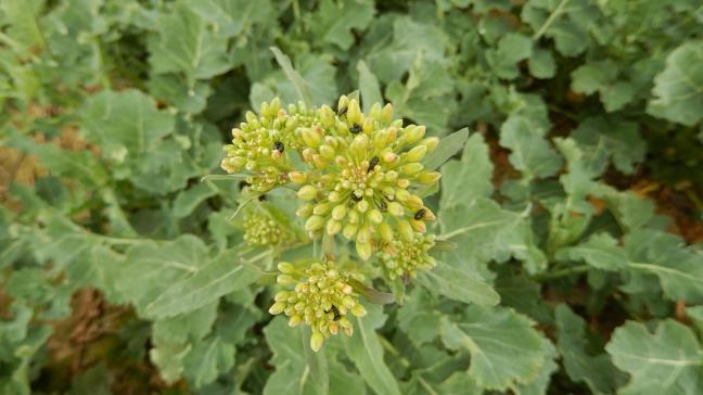 Les méligèthes recherchent du pollen pour se nourrir et en trouvent sur les étamines des fleurs ouvertes ou perforent les boutons floraux encore fermés.