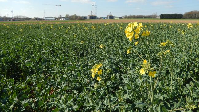 Les méligèthes seront comptés sur les plantes qui ne portent pas encore de fleurs, car les attaques de boutons floraux représentent un danger pour la culture.
