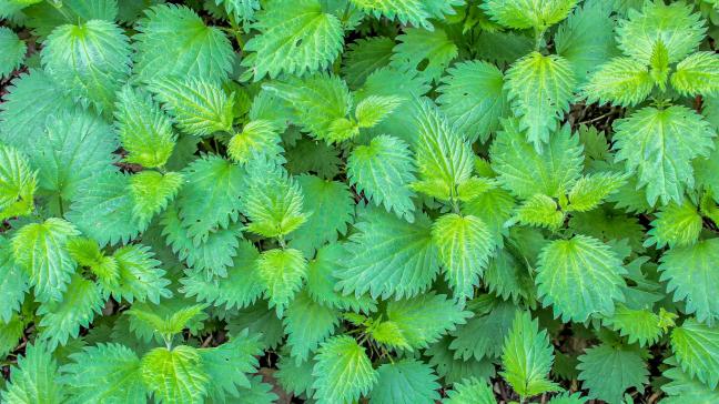plant-3341475