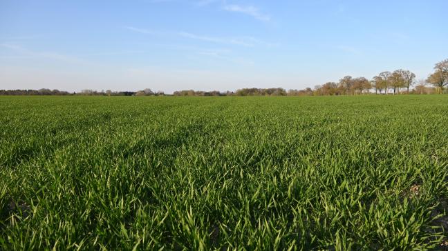 Les pertes de rendement, évaluées par les essais des années précédentes, constituent un bon indicateur de risques qui peut aider l’agriculteur dans le choix de son niveau de protection.