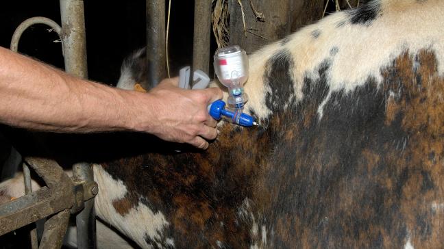 L’UPV a également déploré la mauvaise gestion de l’épidémie de fièvre catarrhale ovine (FCO). «Nous faisons face à une grosse crise et il y a pénurie de vaccins».