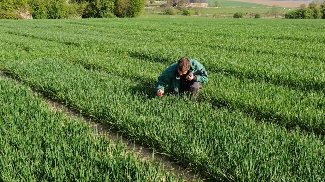La pression des maladies reste faible cette année, en lien avec les conditions sèches observées ces dernières semaines.