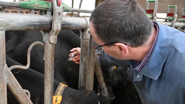 Actuellement, seuls 22,27 % des vaccins ont été livrés pour le sérotype 8 de la fièvre catarrhale ovine.
