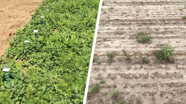 Apeo se dit plus que jamais déterminé à offrir aux particuliers, jardiniers, collectivités et agriculteurs des solutions herbicides qui répondent à leurs besoins tout en contribuant à un avenir plus vert et plus durable.