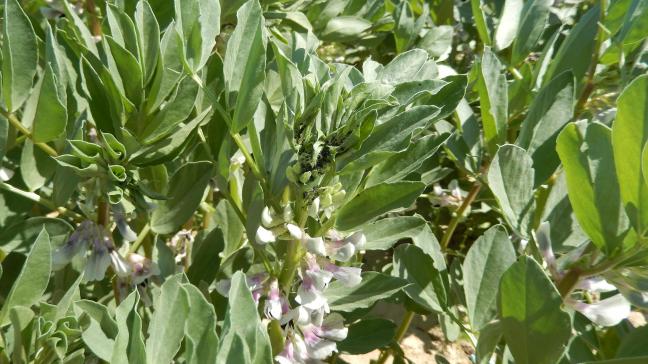 Avant d’intervenir chimiquement, il convient d’évaluer la présence des auxiliaires comme les coccinelles ou les syrphes. Il est indispensable de protéger les insectes butineurs.