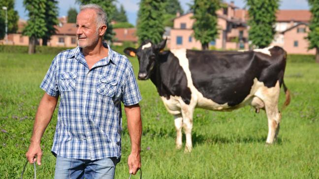 vaches_culto