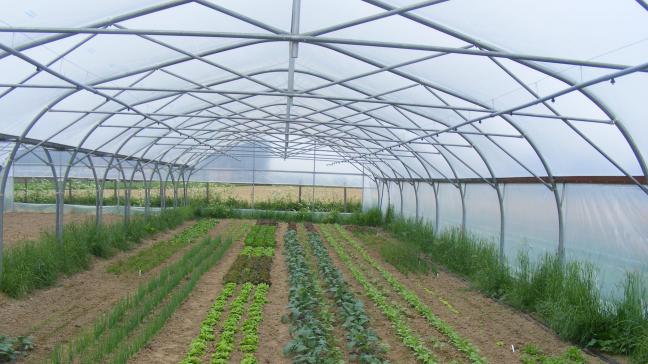 Les rampes suspendues en serre tunnel sont peu chères et faciles à installer. Elles complètent les systèmes goutte-à-goutte.