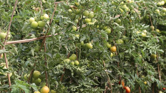 Les plantes sont palissées en plein air sur des tuteurs ou sur des fils en serre.