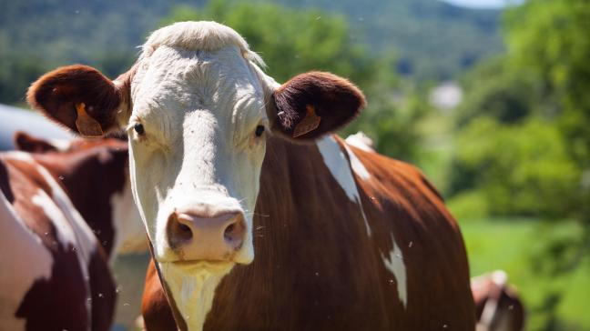 Le documentaire souligne la capacité des bovins de transformer de la nourriture que l’homme n’est pas en mesure de consommer comme l’herbe et les fourrages, en protéines consommables par les humains.
