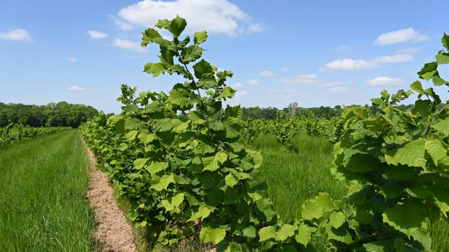 Quatre années sont nécessaire au noisetier avant la première récolte et la pleine production est seulement atteinte en septième année. Un verger peut produire durant environ 30 ans.