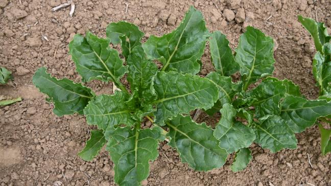 L’Irbab recommande vivement de réaliser des observations dès que les betteraves atteignent le stade 2-feuilles et jusqu’à la fermeture complète des lignes.