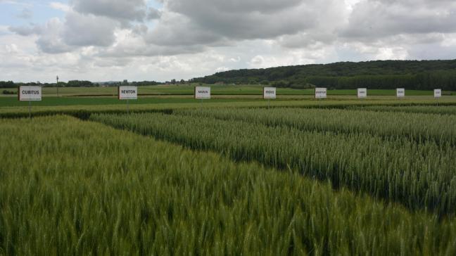 La vitrine variétale met en lumière l’ensemble du catalogue JPS, permettant de cerner au mieux les principales caractéristiques des « valeurs sûres » et des nouveautés commercialisées par le semencier en vue des prochains semis.