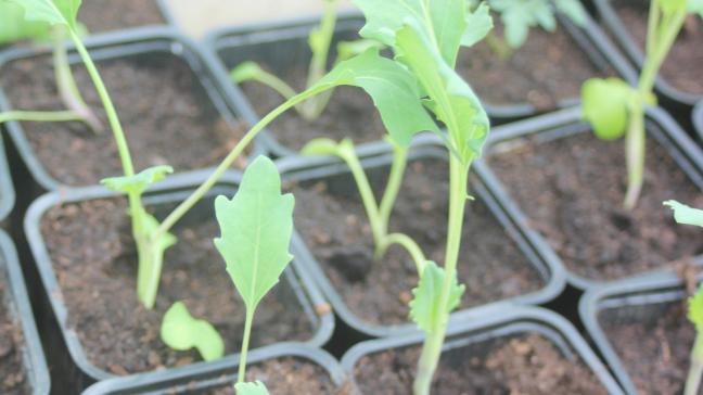 Ne semons que de petites quantités de plants à la fois pour ne pas être débordé lors de la récolte.