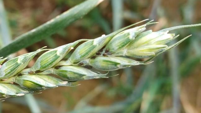 Il est important de traiter uniquement si le seuil d’intervention est dépassé avant le grain pâteux, avec un produit et un créneau adapté, en tenant compte des auxiliaires. Au-delà du stade grain pâteux, traiter n’apporte plus de gain économique.