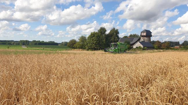 Actuellement, 210 races locales d’épeautre sont toujours conservées au Cra-w et valorisées dans les programmes de sélection et de pré-breeding.
