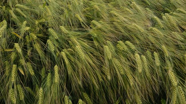 Selon Syngenta, les trois nouveaux hybrides conjuguent leur résistance  à la JNO avec un potentiel  de rendement élevé.