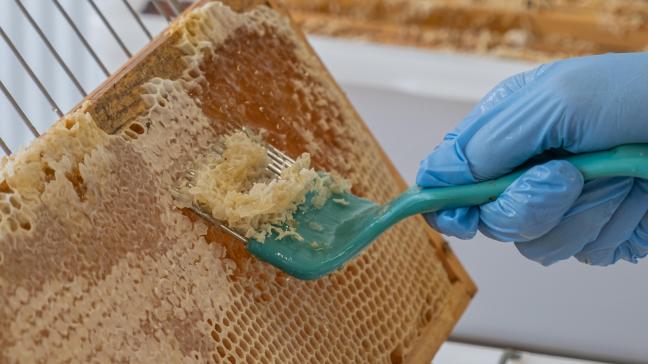 En 10 ans, la miellerie a permis l’extraction de plus de 35 t de miel et a soutenu jusqu’à 150 apiculteurs chaque année.