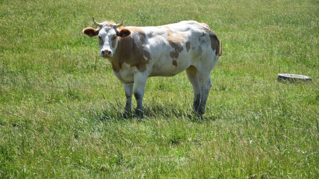 La DNC a été confirmée pour la première fois en France, dans un élevage bovin de Savoie.