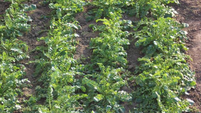 La roquette sauvage possède des feuilles très découpées. Son goût épicé rehausse les salades fraîches.