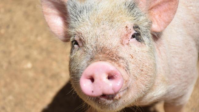 cochon-absolument-adorable-en-levant