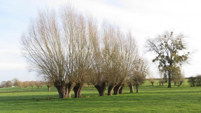 Après un demi-siècle de déclin significatif, l’arbre têtard revient sur le devant de la scène!