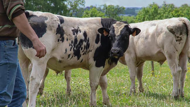 Dans le cadre de ces projets, le Cra-w travaille  en étroite collaboration avec des éleveurs.