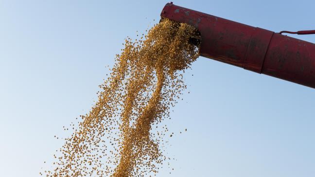 La production mondiale de maïs devrait augmenter, grâce à des conditions favorables au Brésil et à une superficie semée plus importante que prévu en Inde.